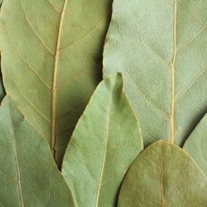 Bay leaf