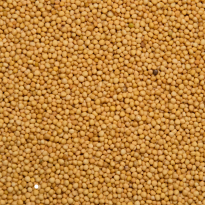 Yellow Mustard 50g | Pouch Pack | Premium Peeli Sarson Seeds | Fresh & Aromatic Spice | Tripathi Masala