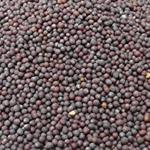 Mustard Seed 25 Kg Bag