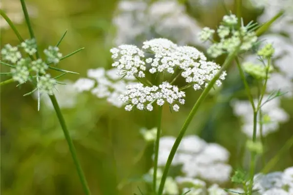 Where Cumin is Grown: A Comprehensive Guide