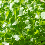 Fresh Kale Microgreens 100g | Chemical-Free | Ponnet Packing