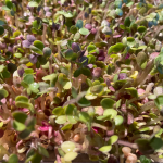 Fresh Radish Purple Sango Microgreens 100g | Chemical-Free | Ponnet Packing