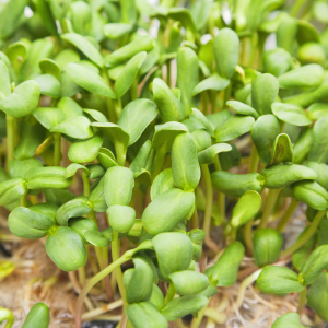 Fresh Sunflower Microgreens 100g | Chemical-Free | Ponnet Packing