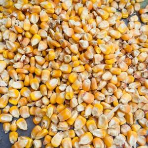 Maize Grade B